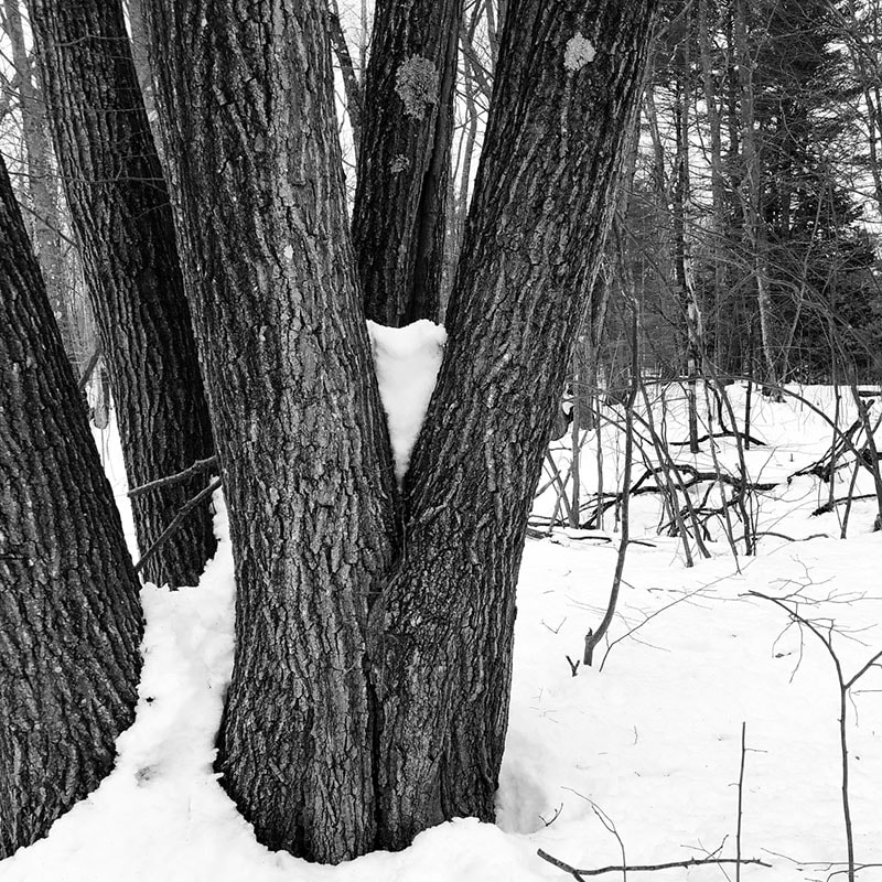 Large tree trunks in snow with snow in the crook of two trunks